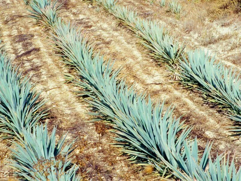 Todo lo que debes saber del pulque, el delicioso primo del tequila