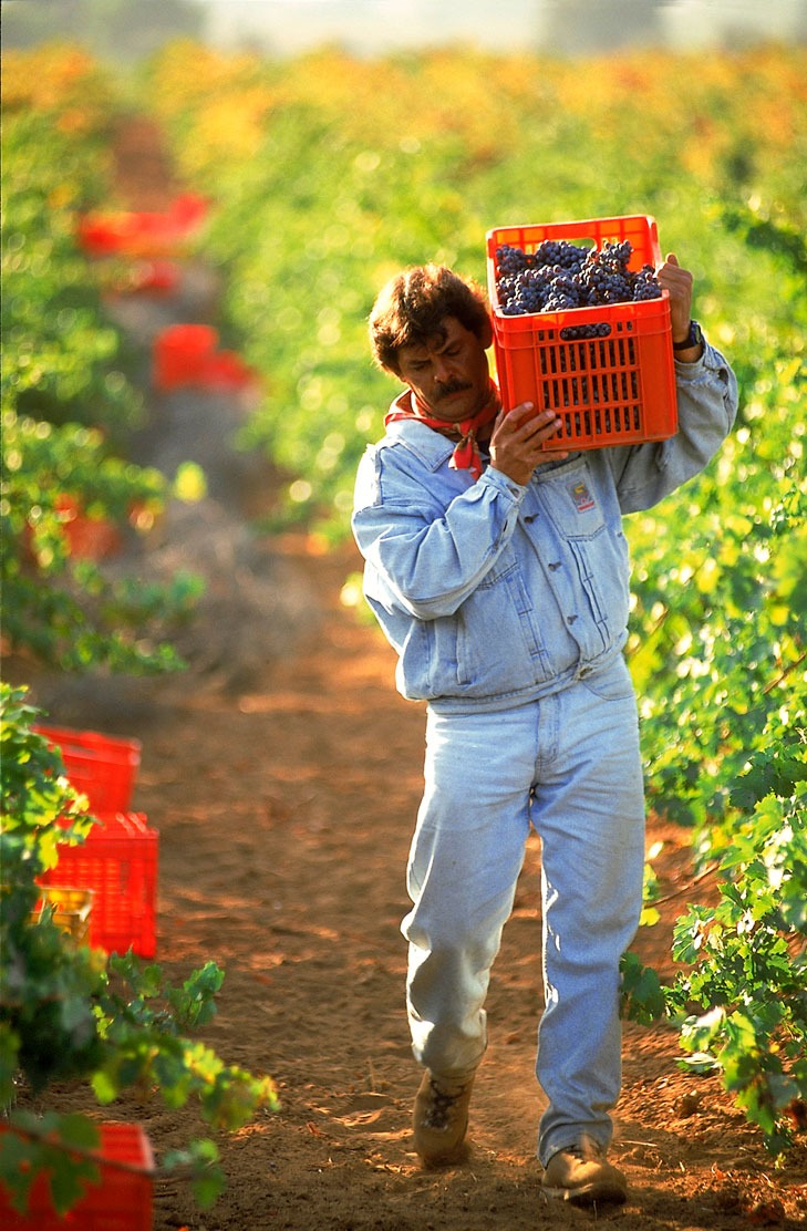 rutas del vino en mexico