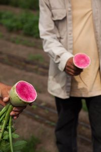huerto shiso