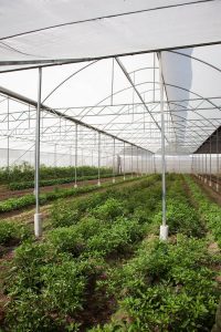 huerto shiso