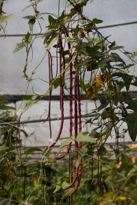 huerto shiso