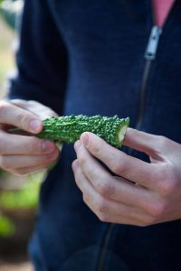 huerto shiso