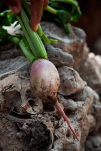 huerto shiso