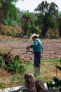 huerto shiso