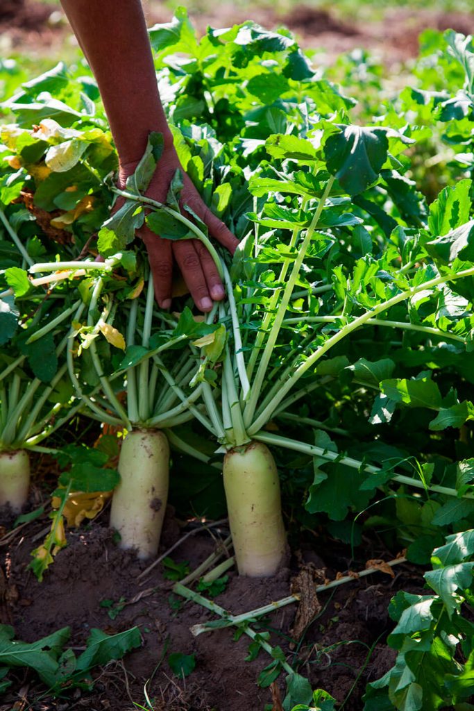 huerto shiso