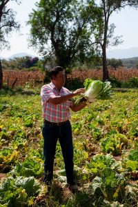 huerto shiso