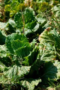 huerto shiso