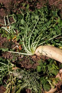 huerto shiso