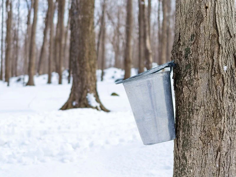 Esta compañía de jarabe de arce te permite adoptar tu propio árbol