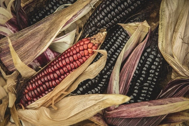 Tortillerías que utilizan la nixtamalización en la CDMX