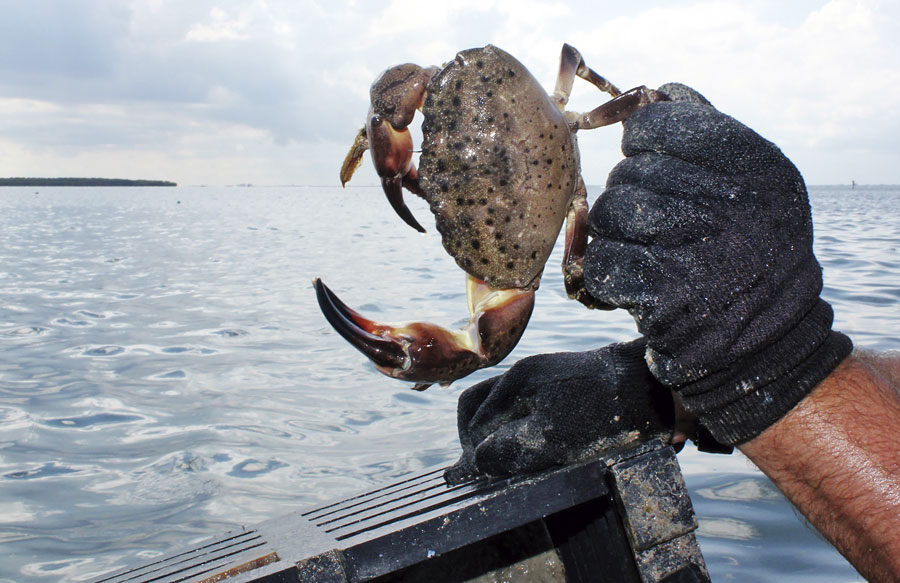 stone crabs