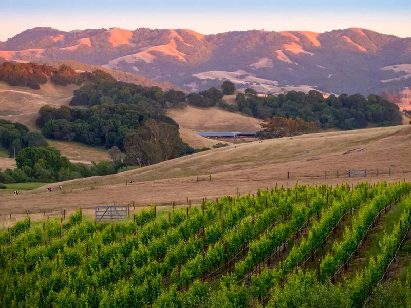 Sonoma Harvest, el nuevo festival de música del Wine Country, suena como el paraíso total