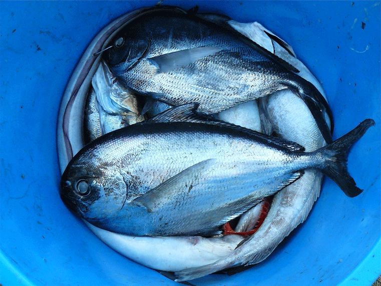pescado