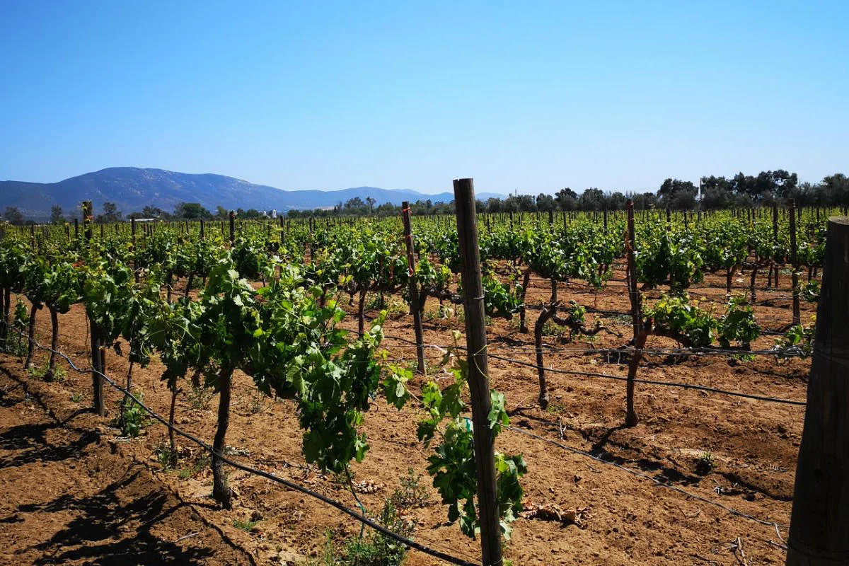 El recorrido más exclusivo por Valle de Guadalupe