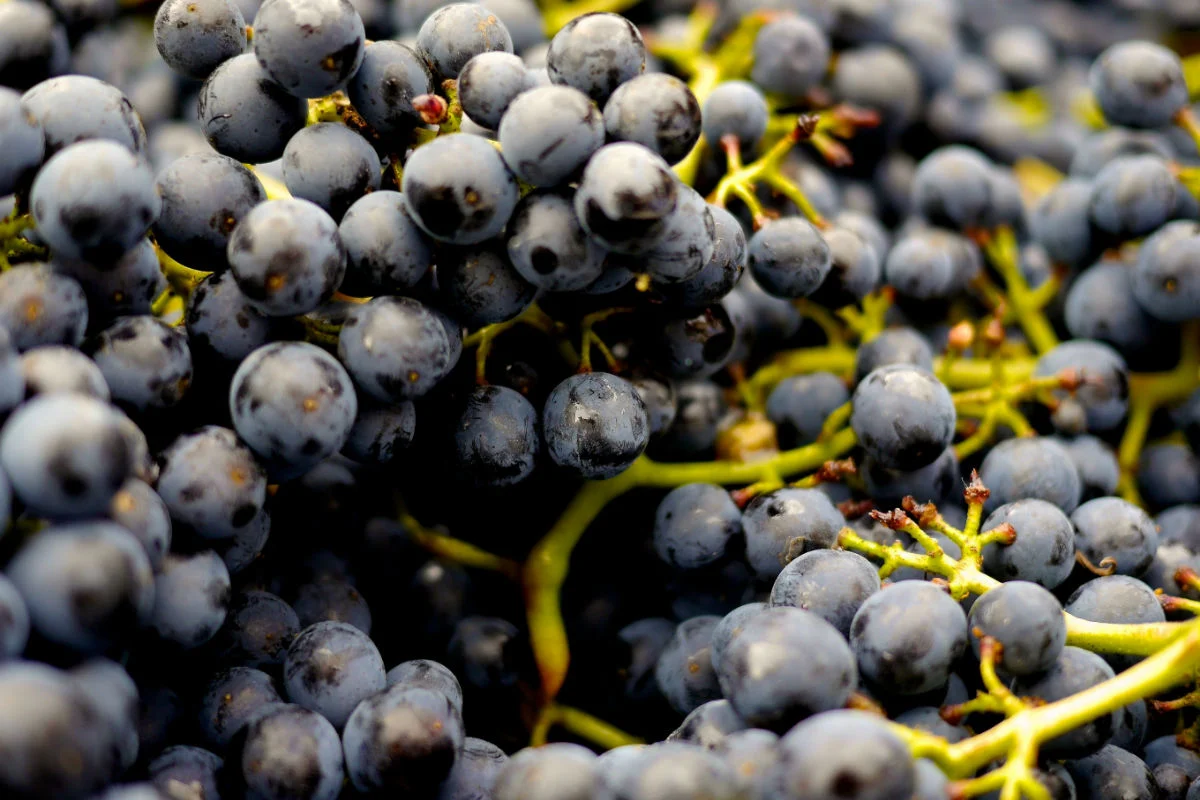 Lanzan la campaña “Todos unidos por el vino mexicano”