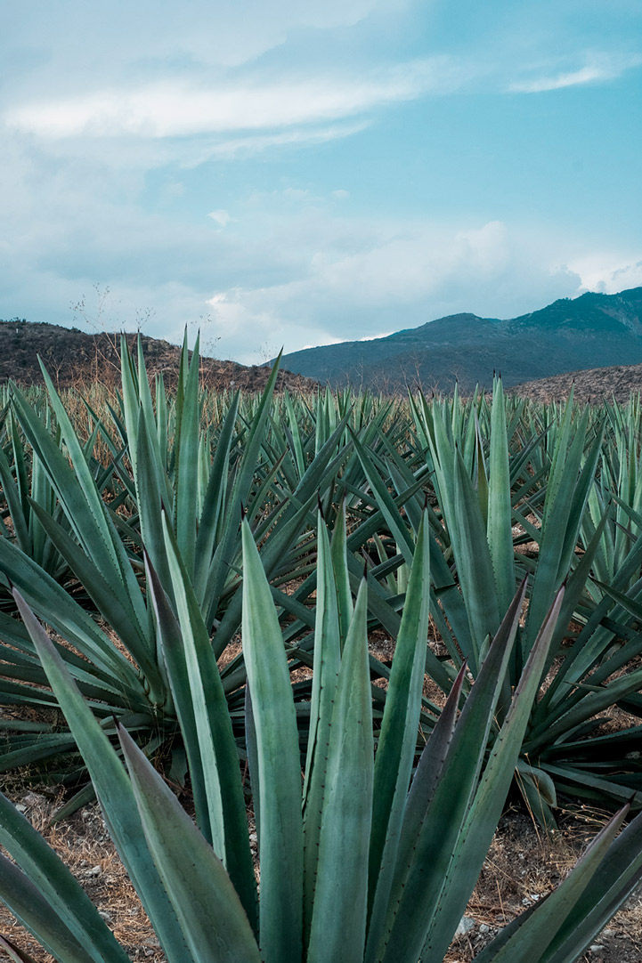 maguey mezcal amores