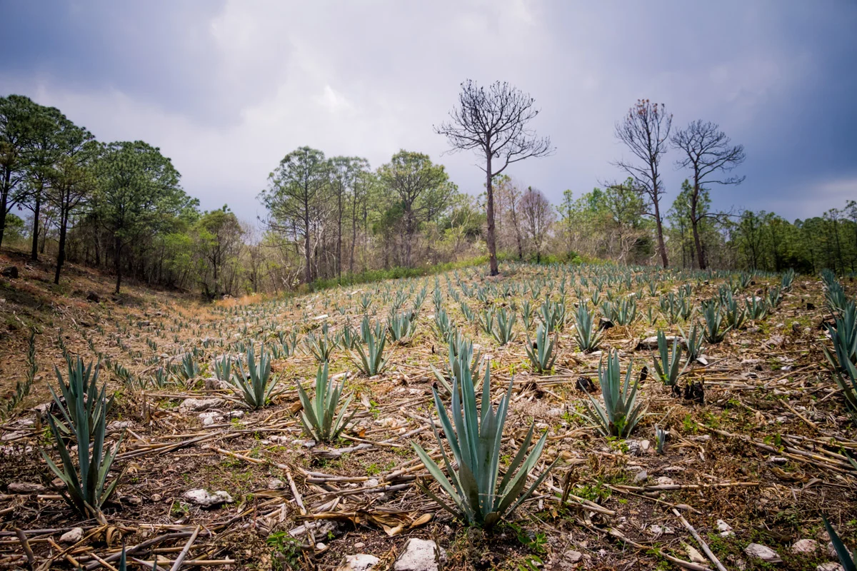 ¿Ya conoces los proyectos que buscan defender al maguey?