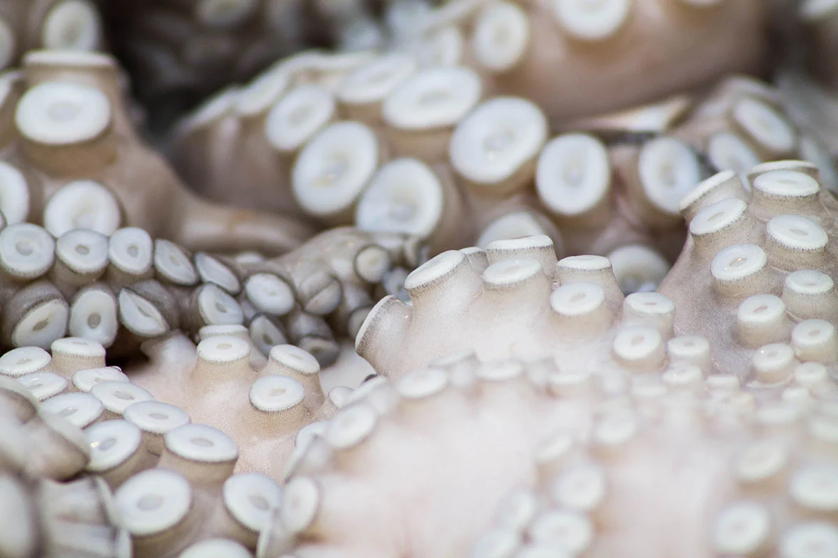Esta es la razón por la que no deberías comer pulpo durante la veda Esta es la razón por la que no deberías comer pulpo durante la veda