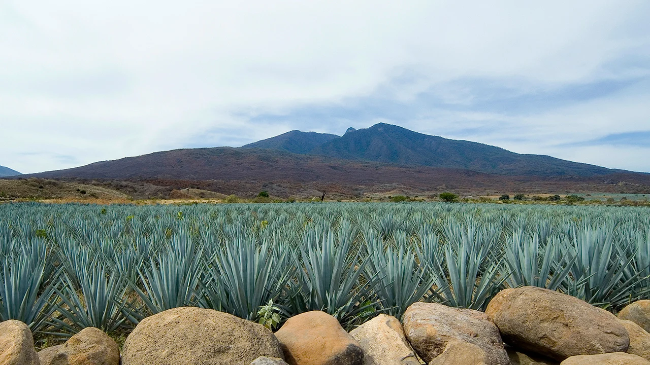 ¿De dónde viene el nombre del agave Weber?