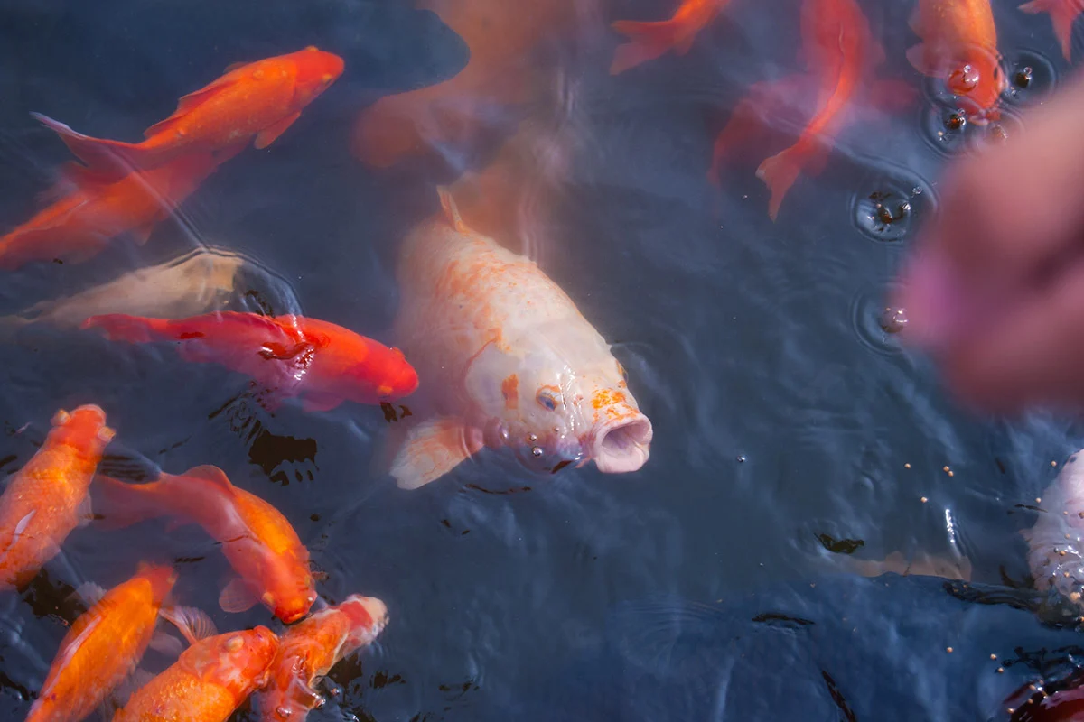 En esta cafetería de Vietnam puedes convivir con peces Koi En esta cafetería de Vietnam puedes convivir con peces Koi
