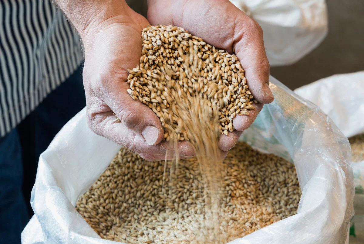 La cerveza podría ser el motivo por el que comenzamos a cultivar cereales