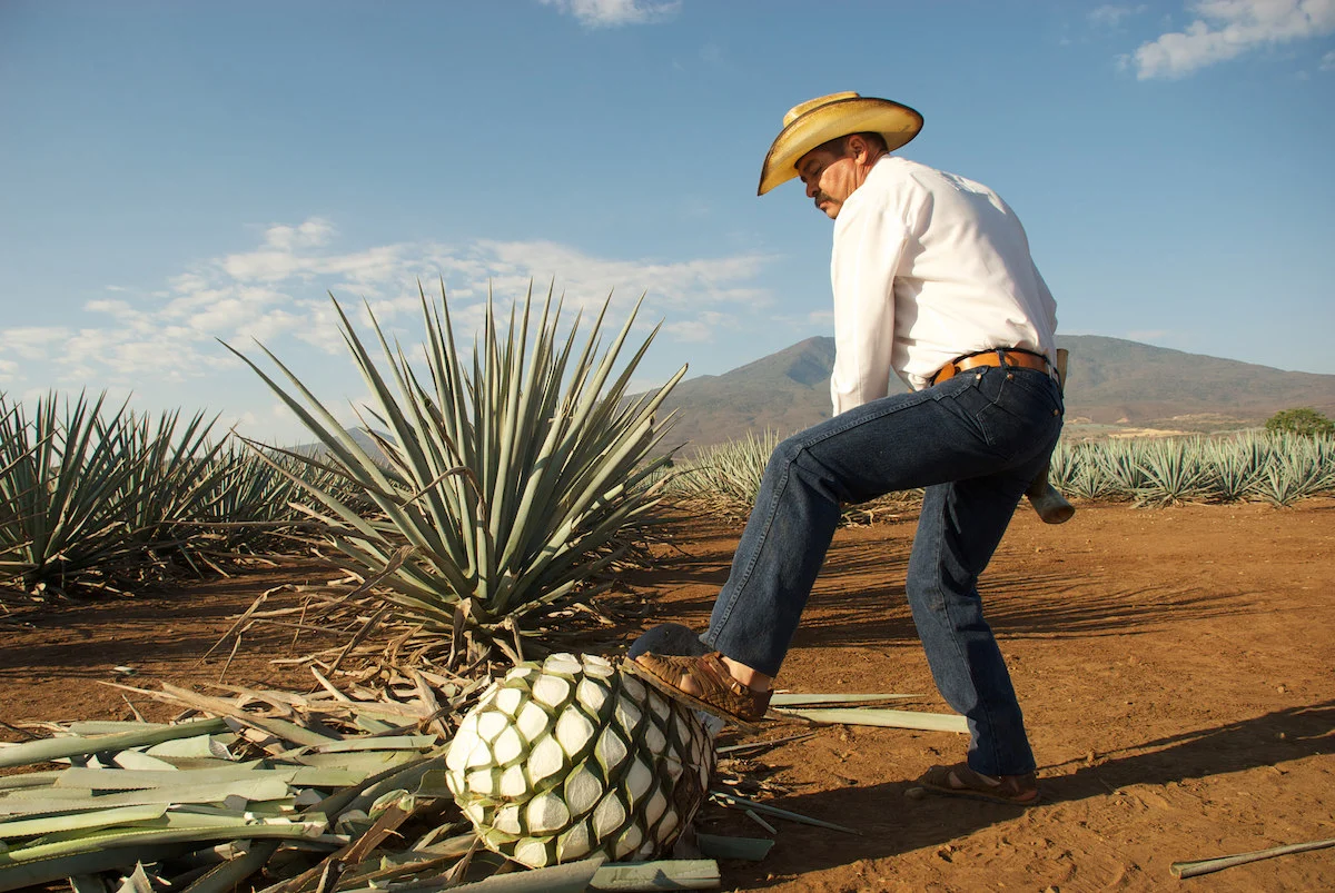 Las verdaderas diferencias entre mezcal y tequila