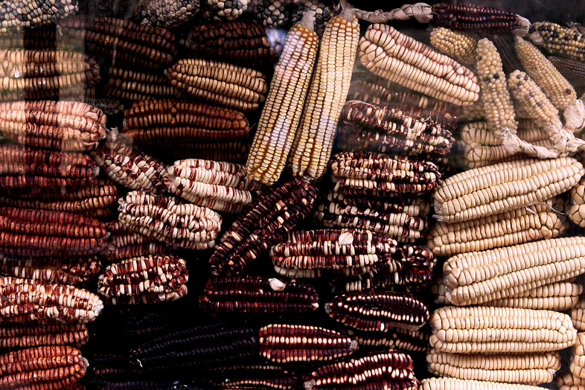 Palabras en náhuatl que forman parte de nuestro vocabulario gastronómico