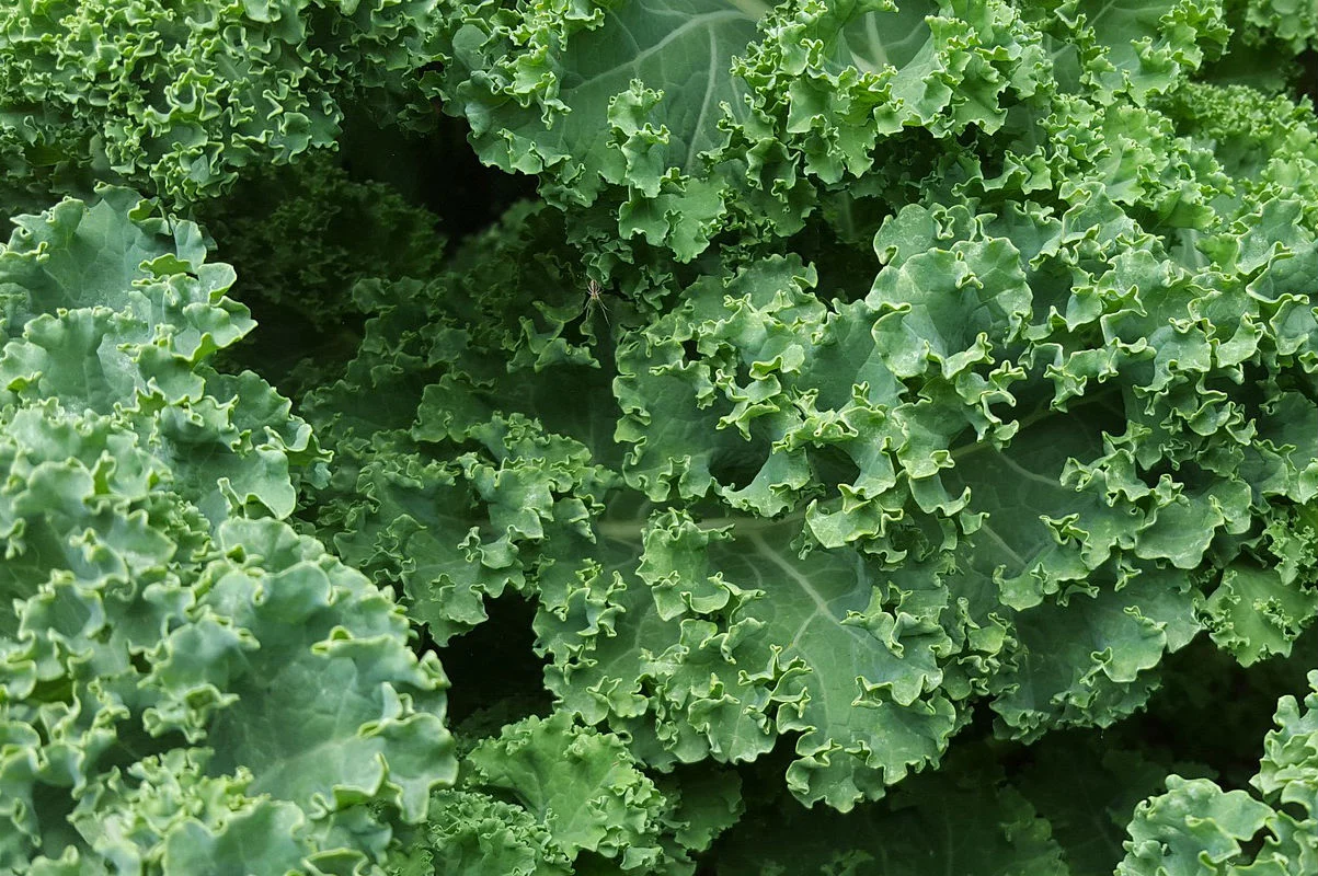 ¿Por qué el kale es tan nutritivo?