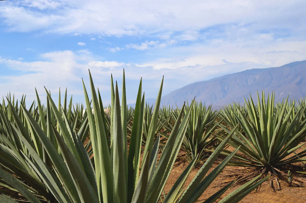 ¿Qué es la denominación de origen del mezcal y por qué la controversia?