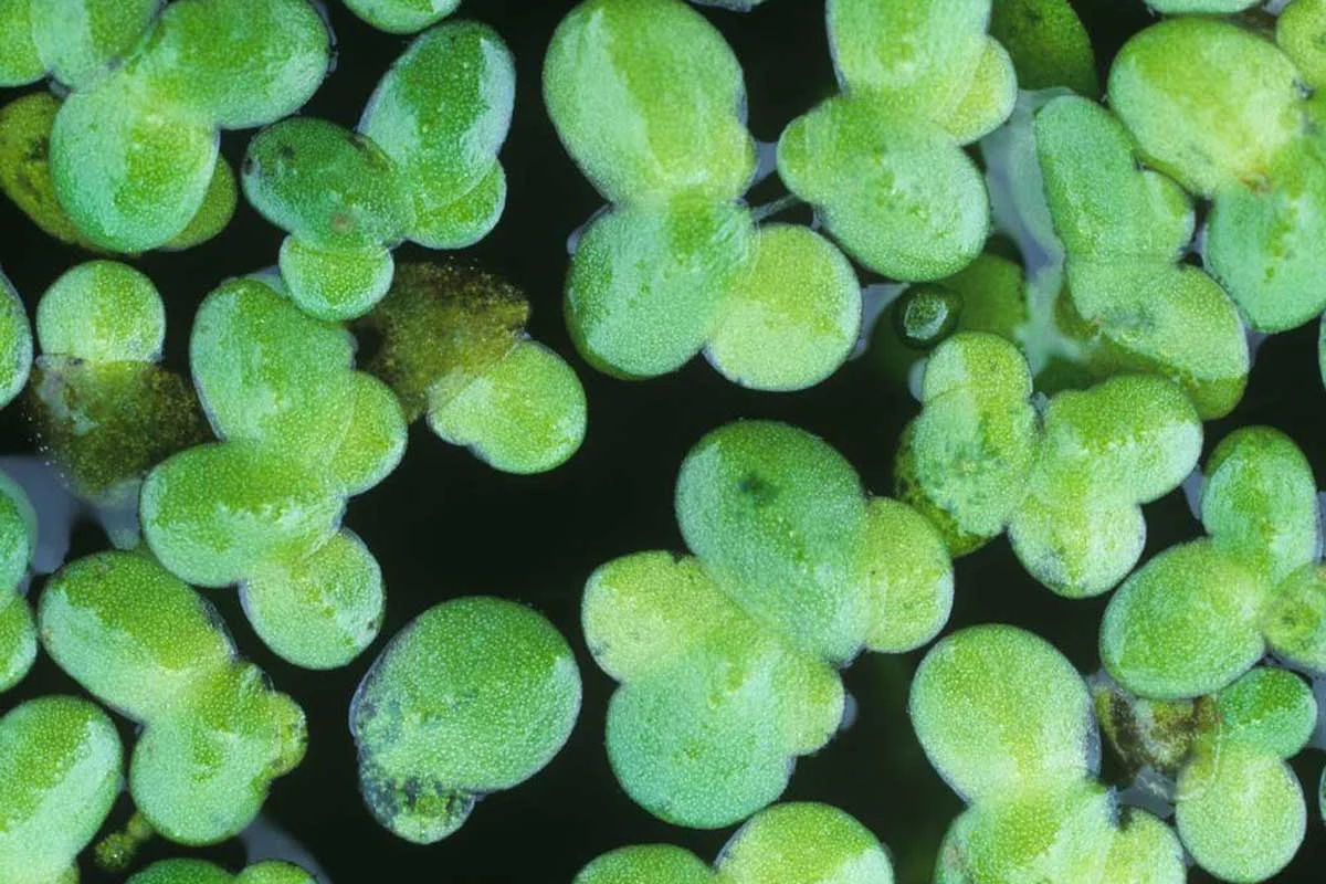 Duckweed ¿el sustituto de huevo que hemos estado esperando? Duckweed ¿el sustituto de huevo que hemos estado esperando?