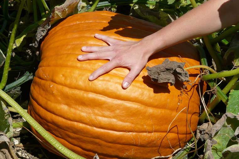 calabaza