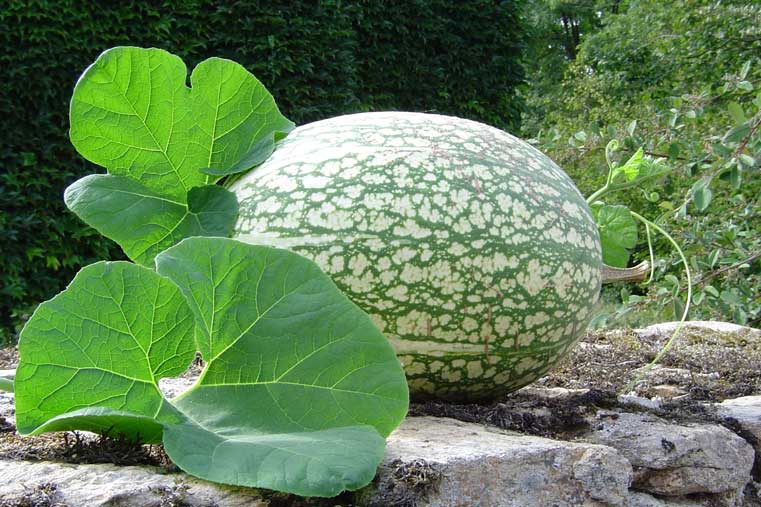 calabaza