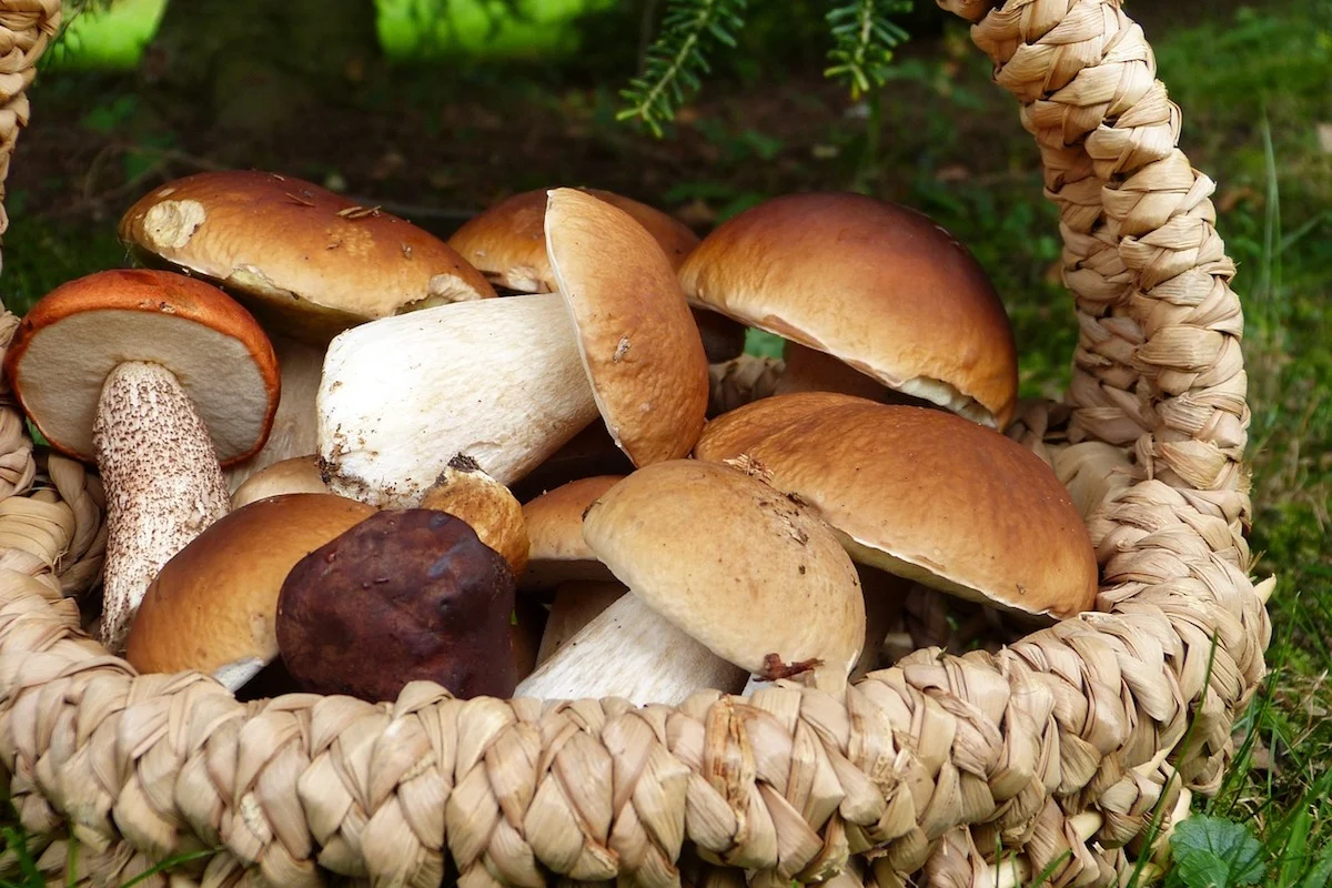 Estos son los ingredientes que tienes que aprovechar durante otoño