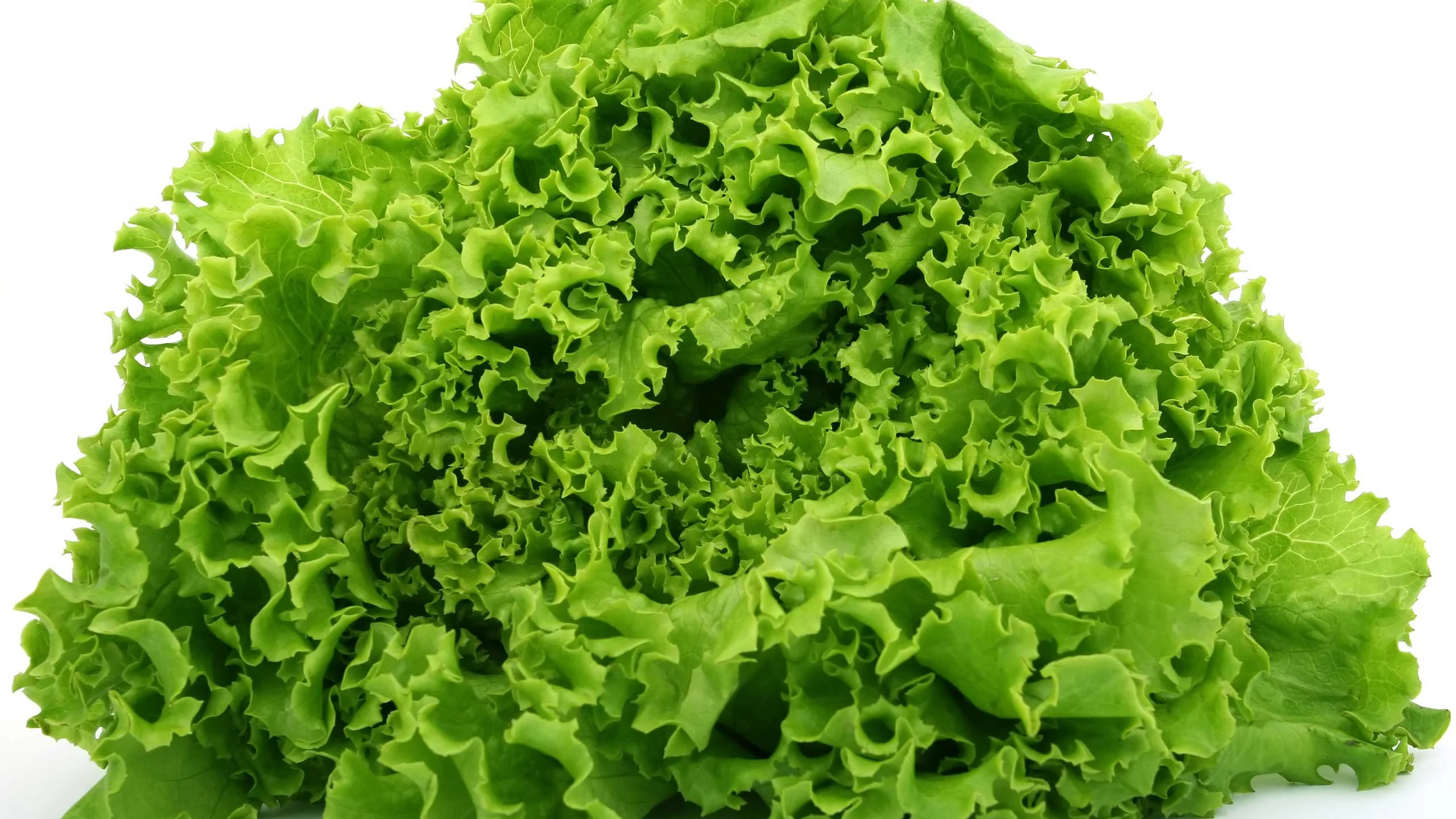 ¿Debemos alarmarnos sobre el brote E. coli en la lechuga romana?