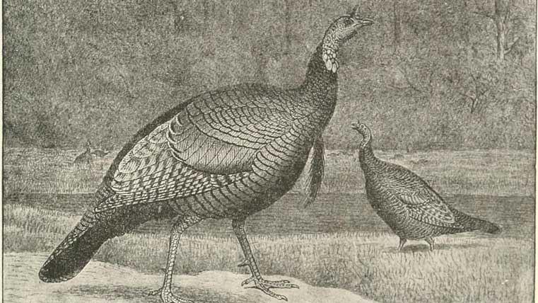 pavo