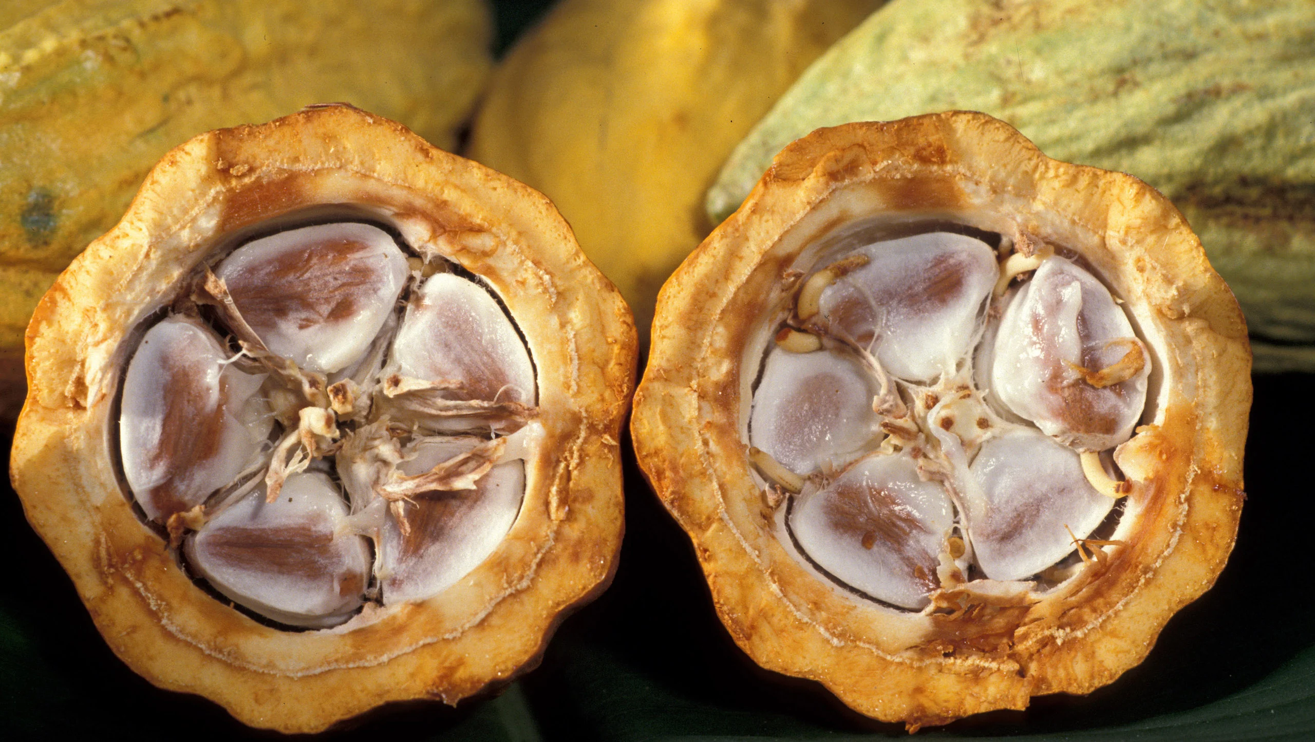 ¿Dónde comprar cacao de buena calidad?