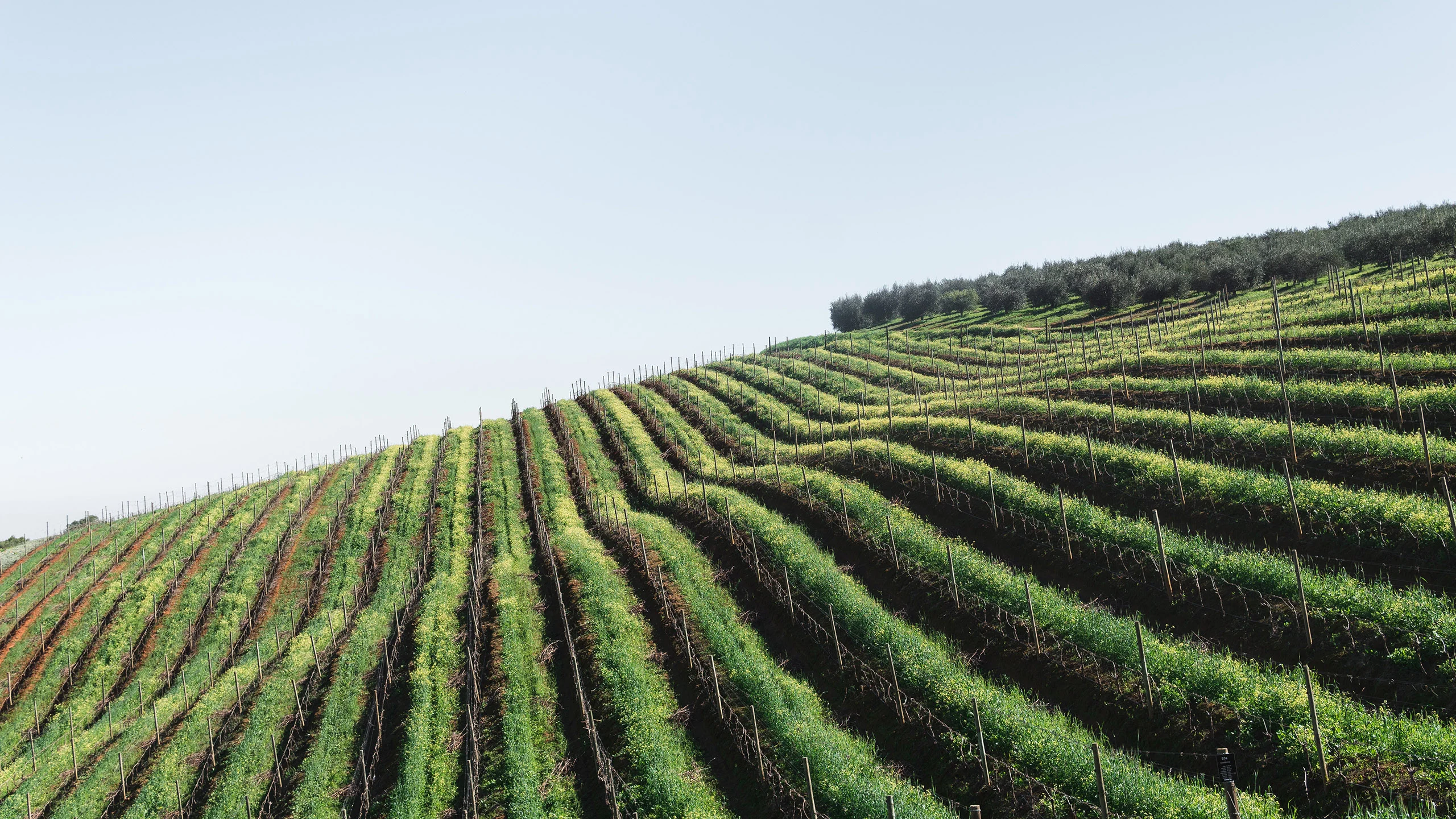 Las manos mexicanas detrás de los vinos de California Las manos mexicanas detrás de los vinos de California