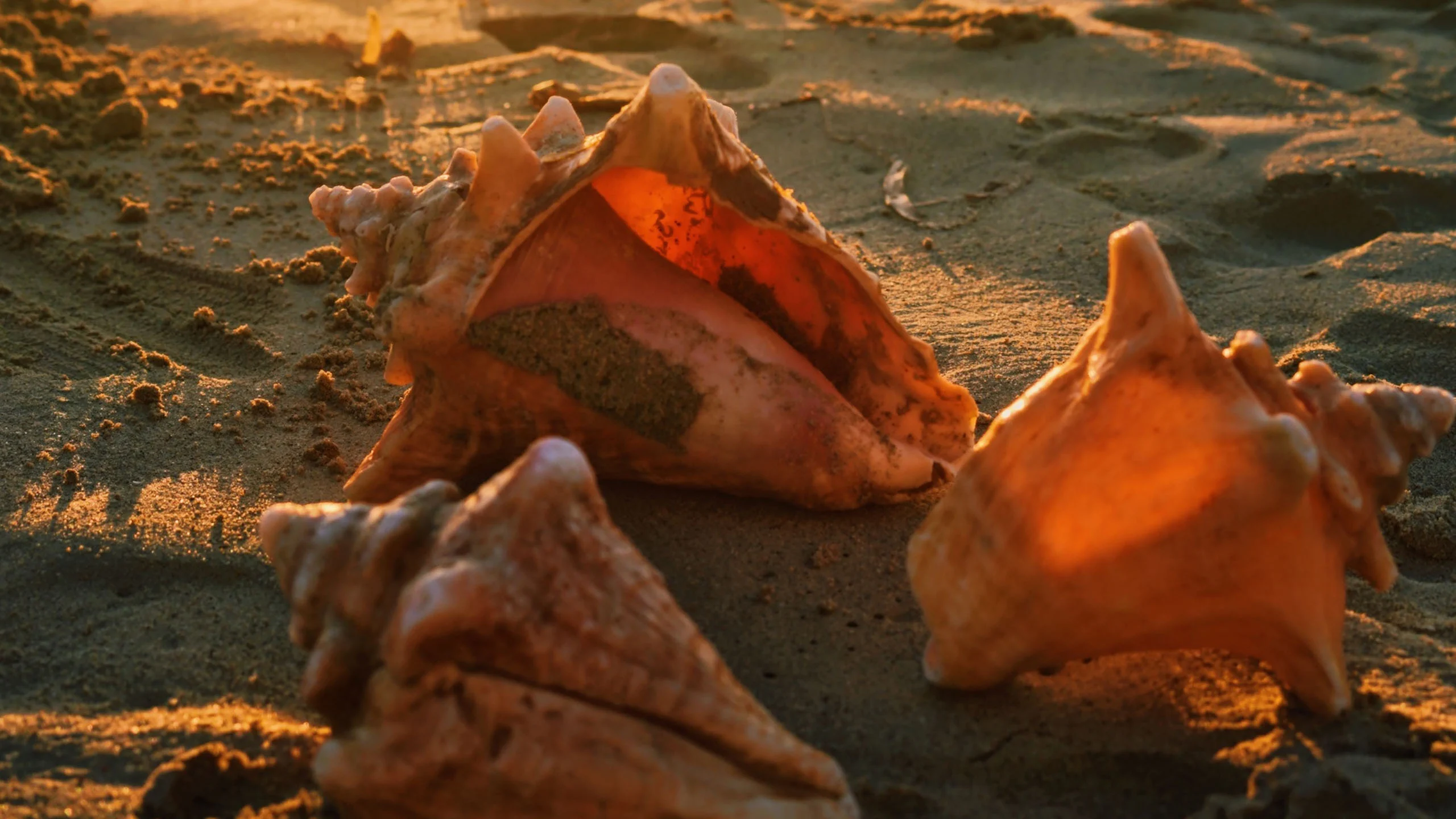 Las caracolas que hay en Las Bahamas podrían dejar de existir