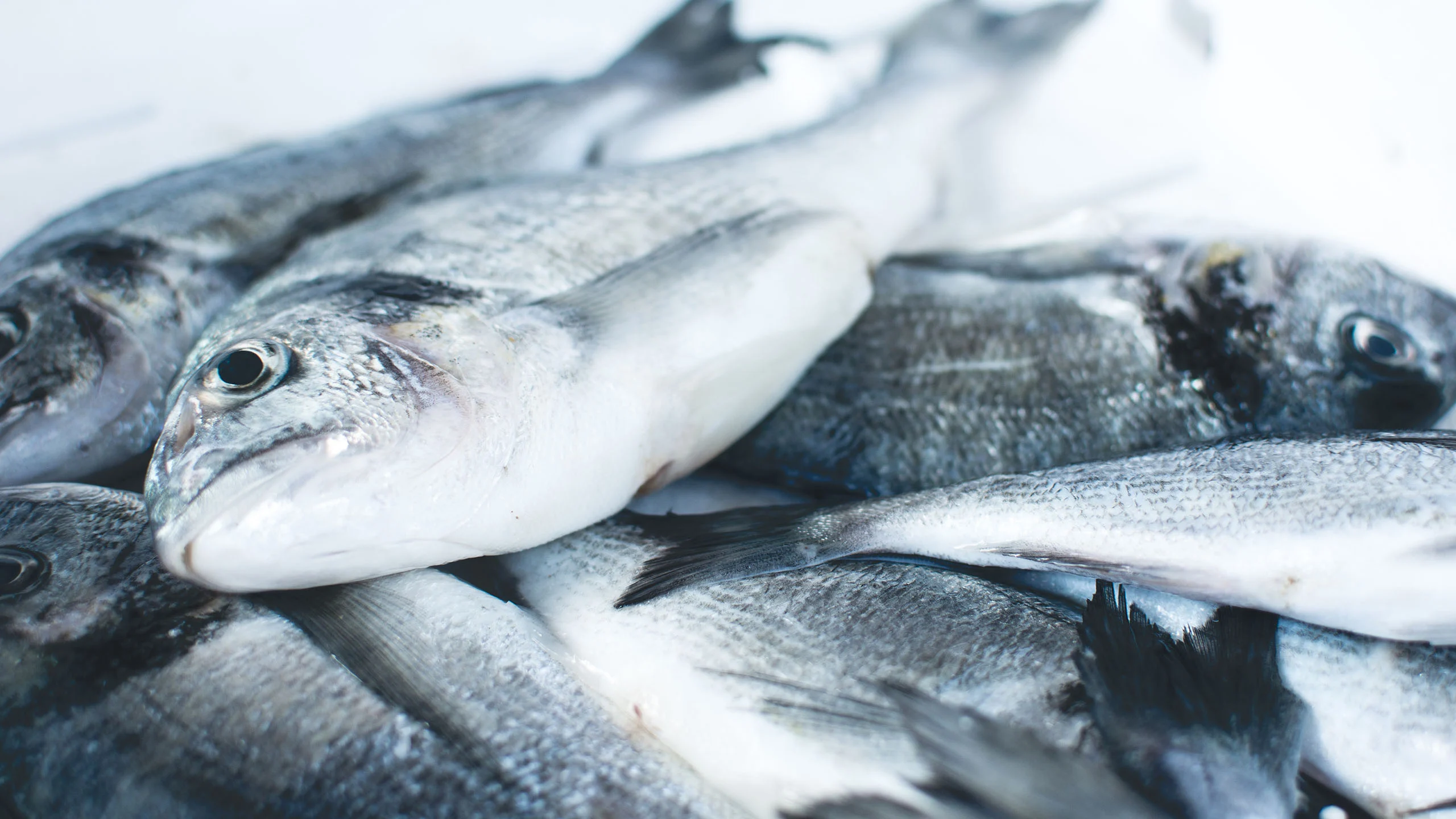 Una pescadería colocó ojos falsos en sus pescados