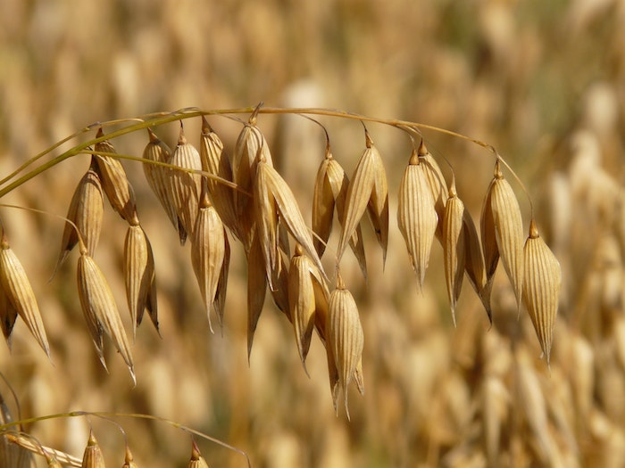 avena superfoods