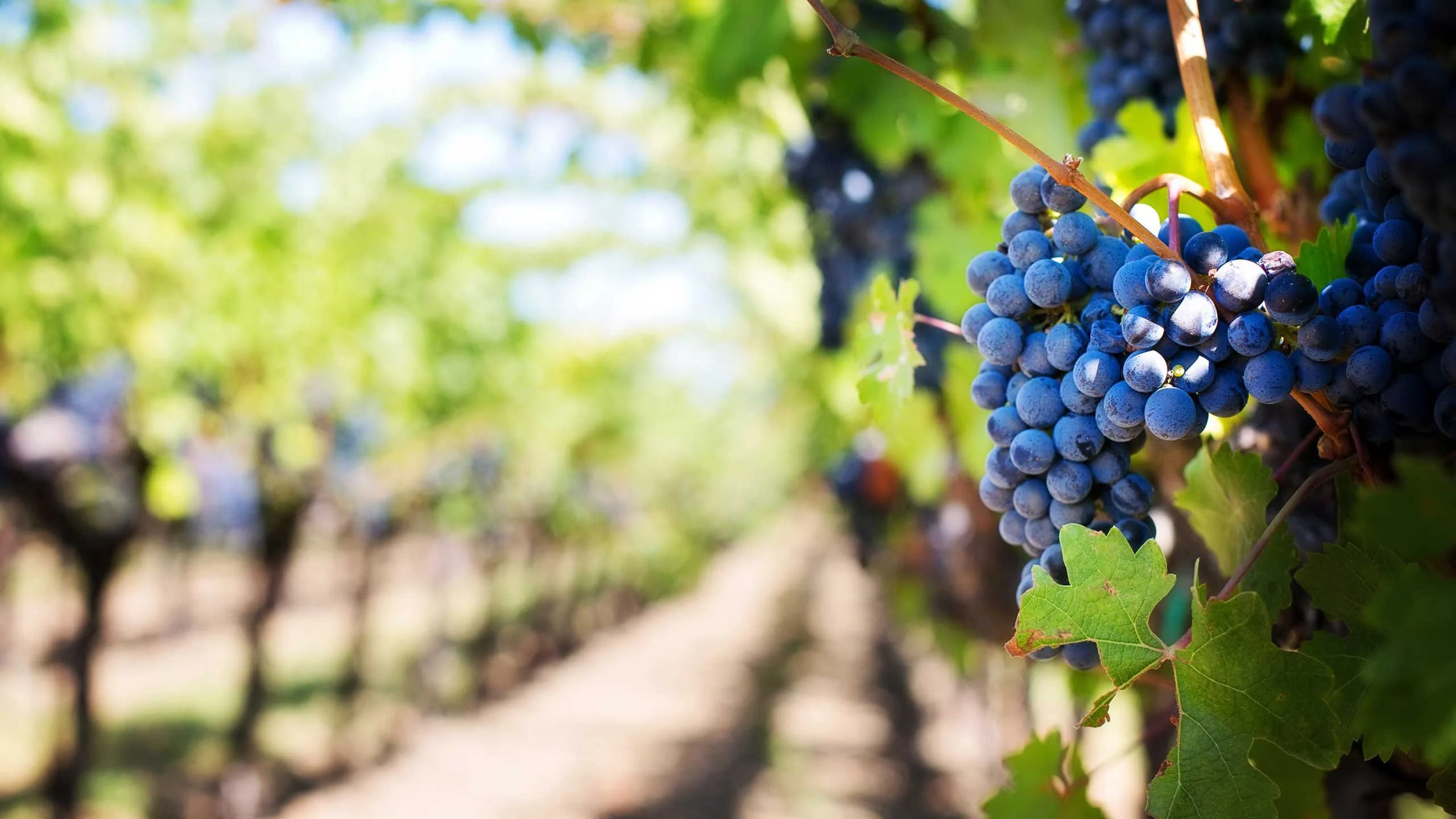 Finca La Carrodilla estará presente en el Food&Wine Festival 2022