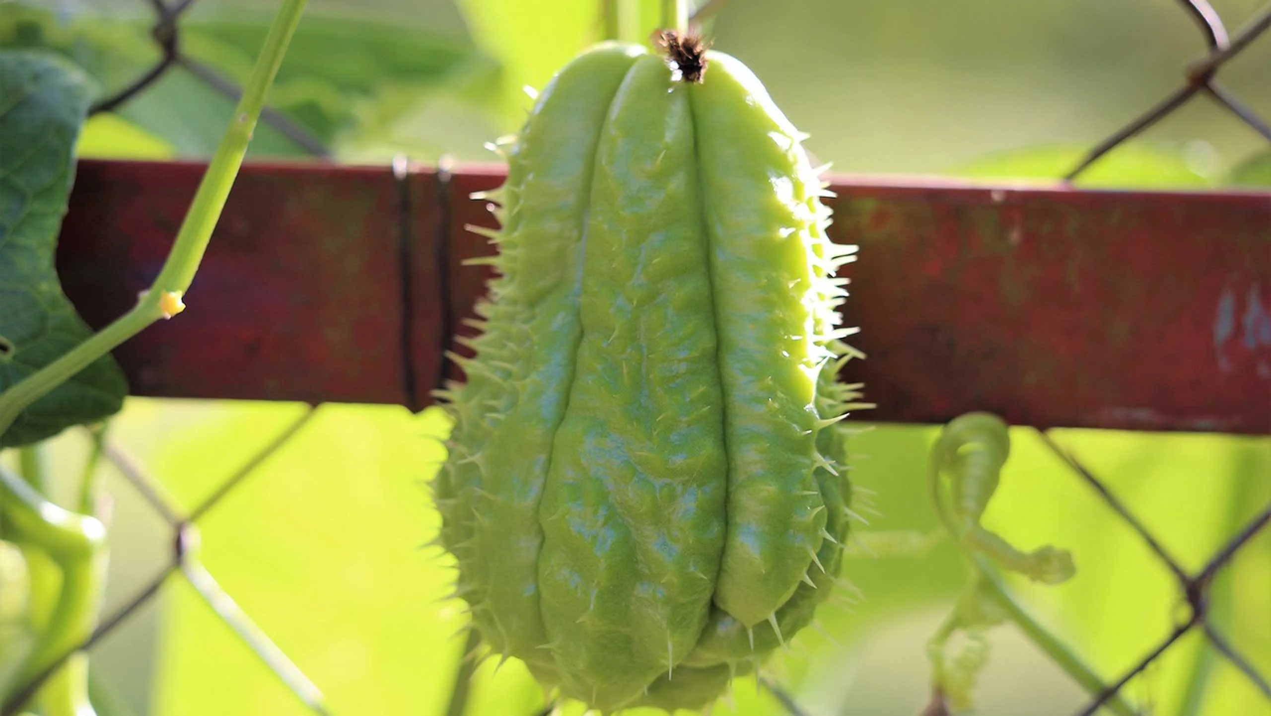 ¿Sabías que el chayote es muy popular en otros países? ¿Sabías que el chayote es muy popular en otros países?