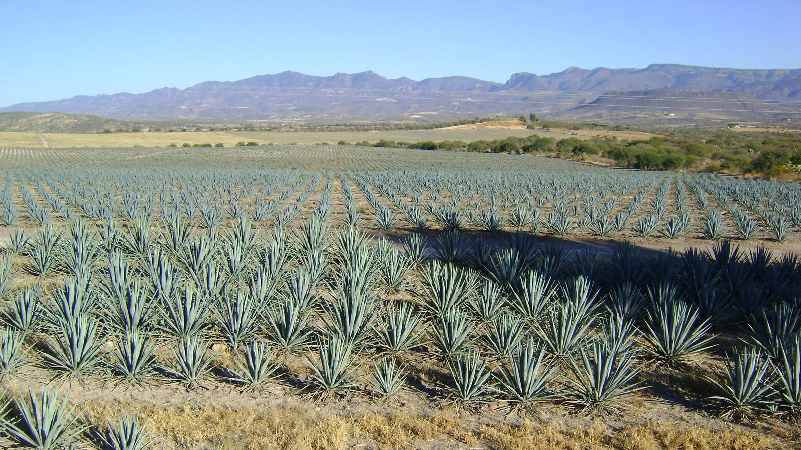El IPN está desarrollando una investigación para combatir la colitis con agave