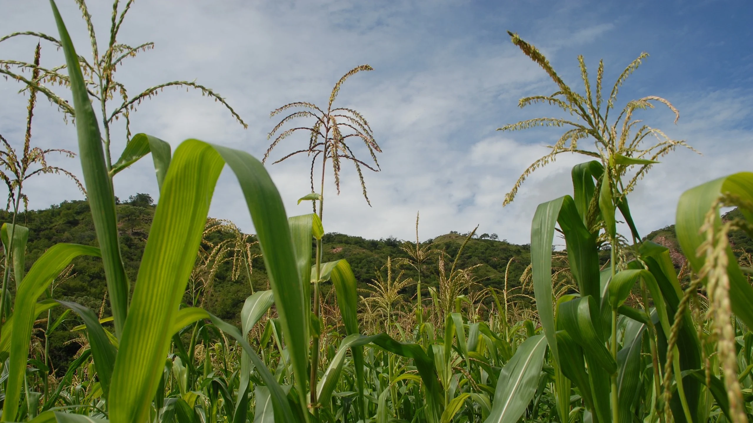 ¿Qué son los quelites y productos de la milpa?