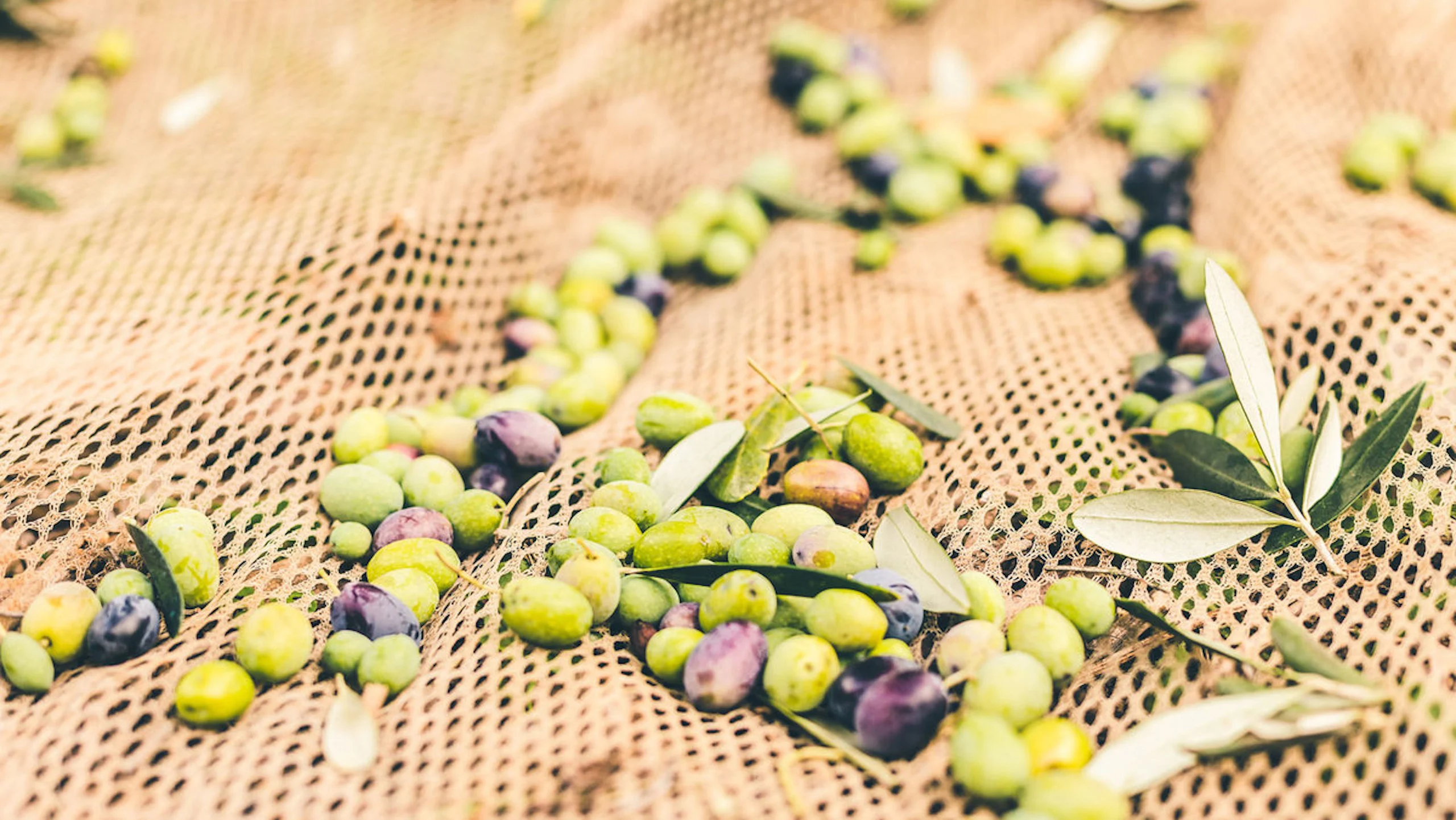 El cambio climático afectó la producción de aceite de oliva en Italia