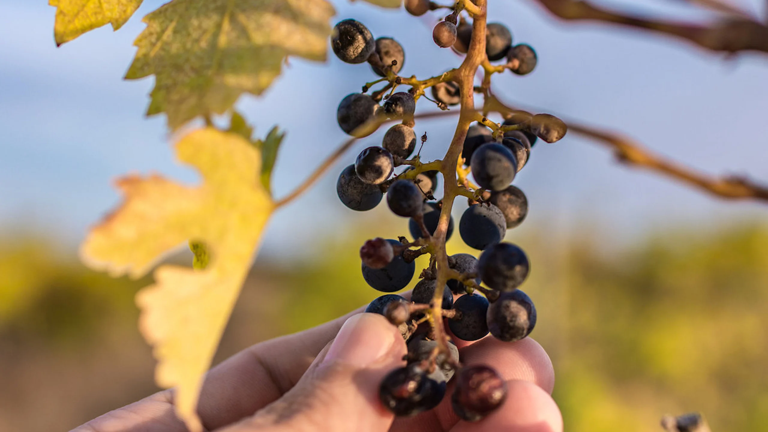 Estas bodegas vinícolas se aliaron para combatir el cambio climático