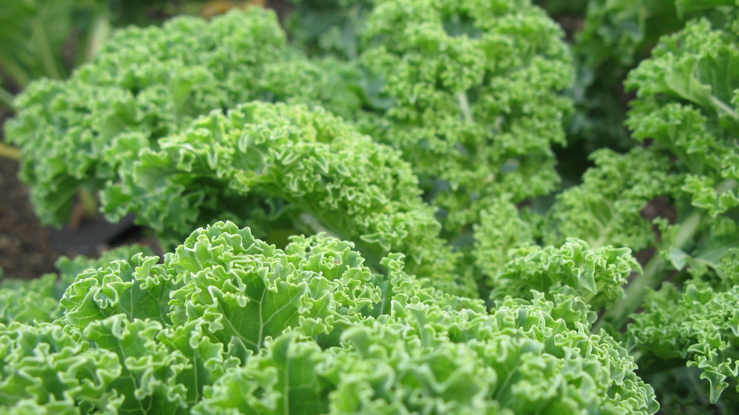 Estas son las frutas y vegetales con más pesticidas, según nuevo informe