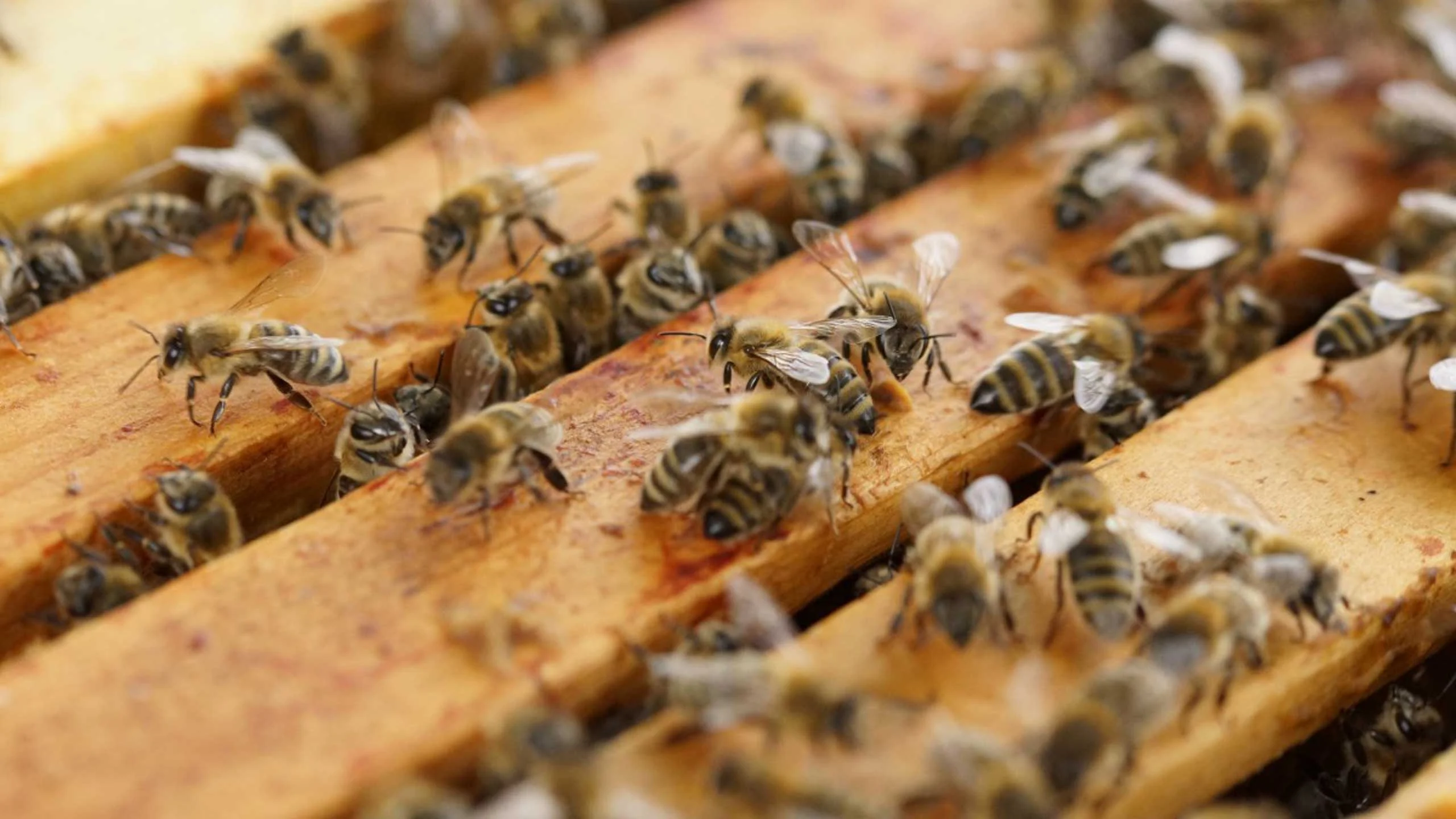 Un investigador de la UNAM aseguró que las abejas mexicanas peligran Un investigador de la UNAM aseguró que las abejas mexicanas peligran