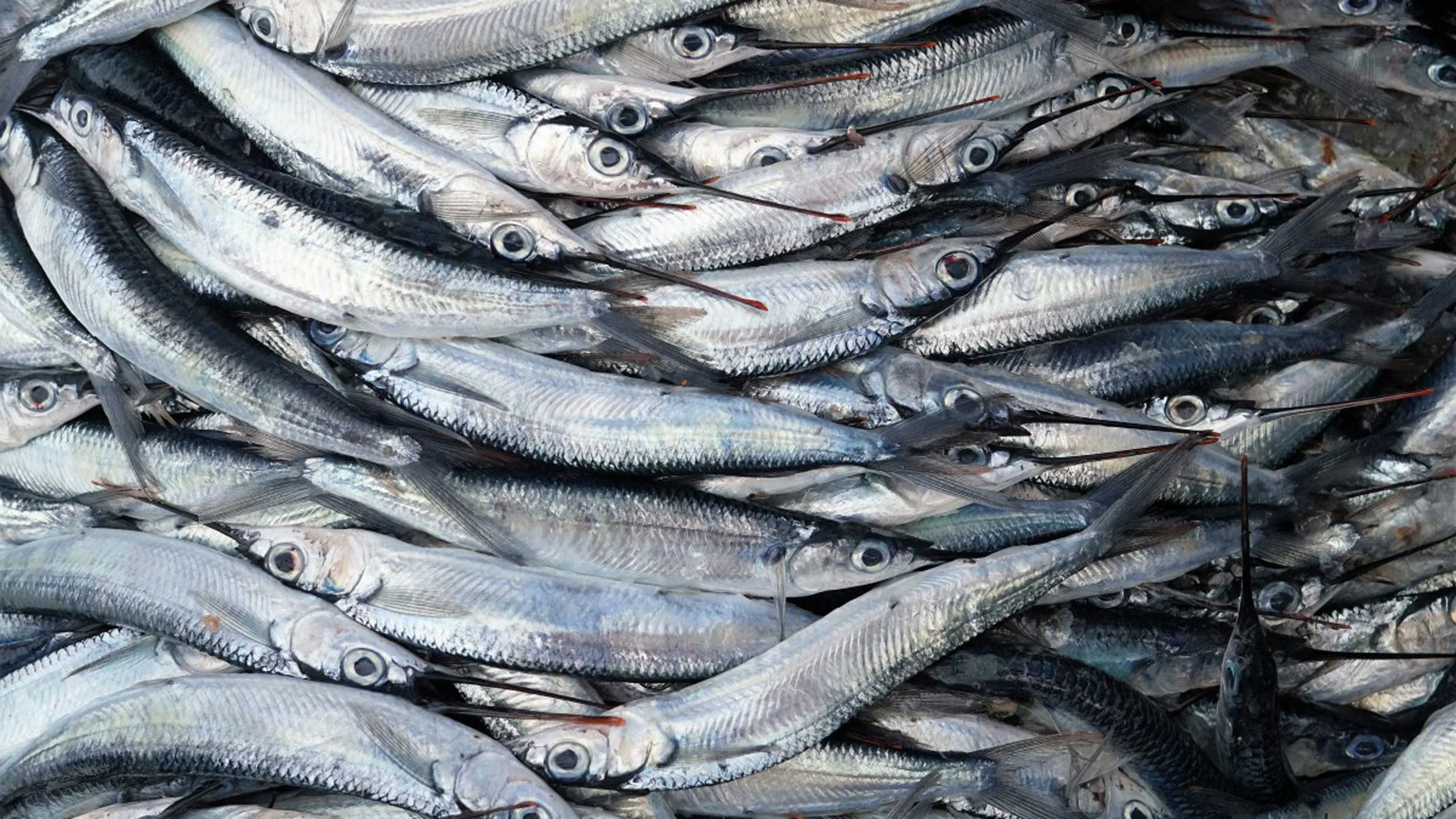 Si practicas la Cuaresma, opta por la pesca sustentable
