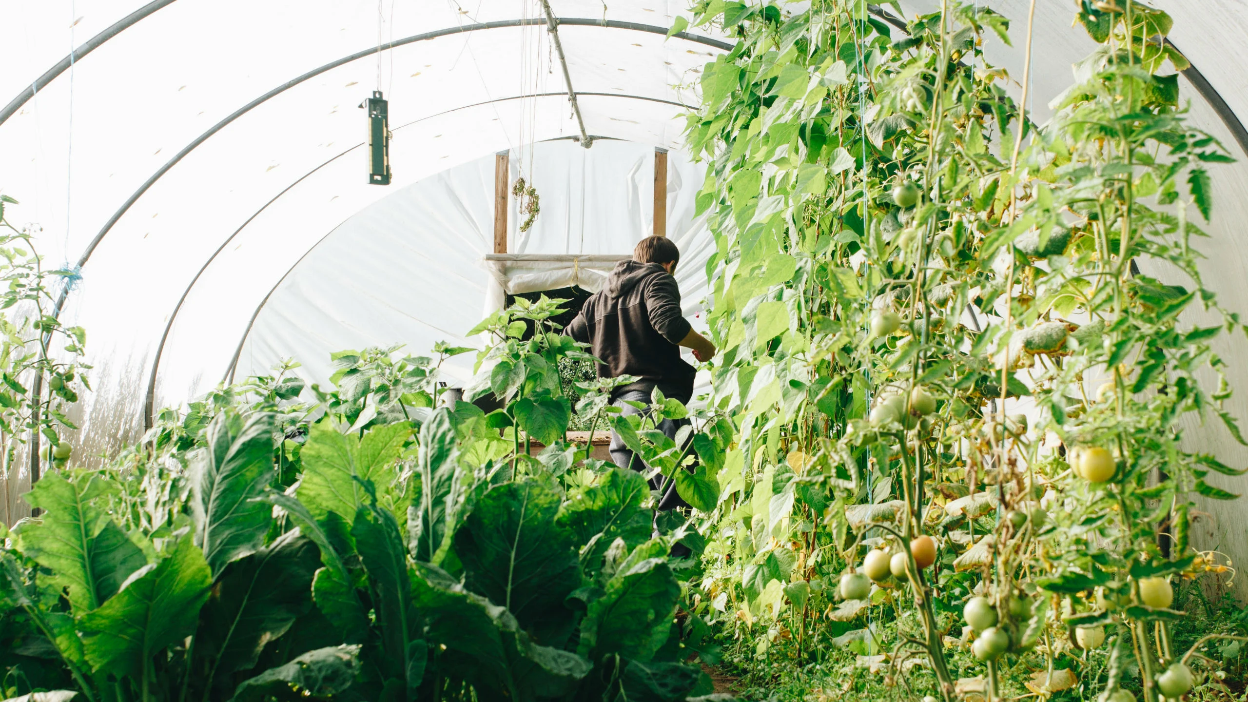 ¿Con qué verduras empezar un huerto casero?